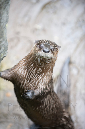 MD Zoo Otters SDL 0102