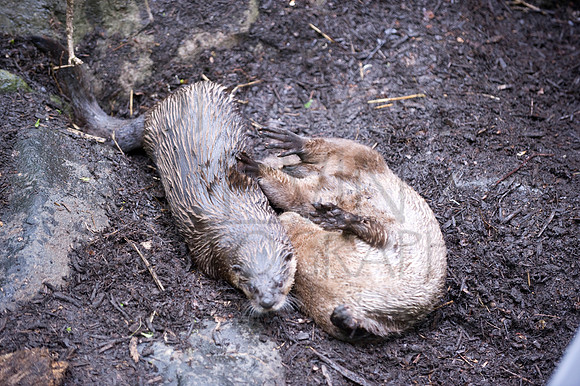 MD Zoo Otters SDL 0170