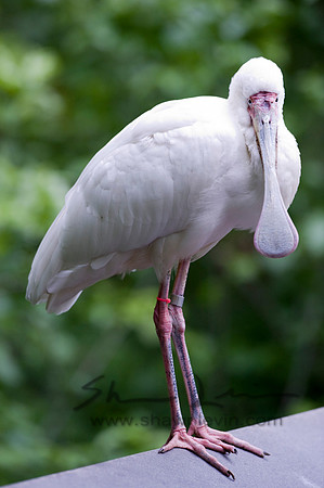 Birds 05112008_0020