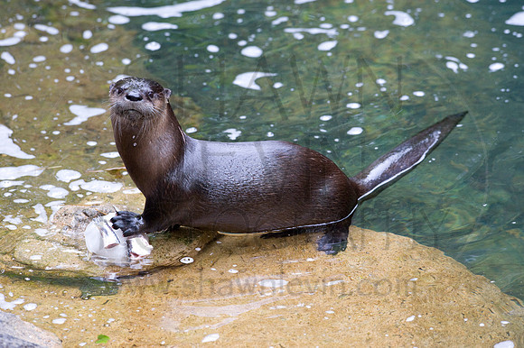 MD Zoo Otters SDL 0055
