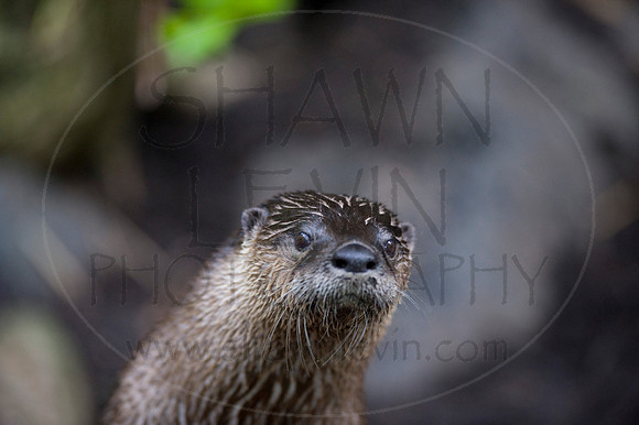 MD Zoo Otters SDL 0082