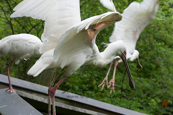 Birds 05112008_0034
