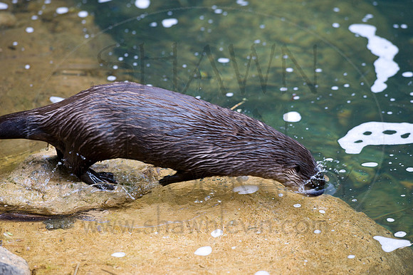 MD Zoo Otters SDL 0087