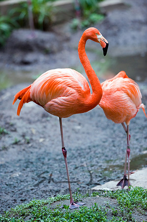 Flamingos 05112008_0003