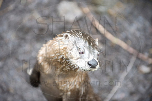 MD Zoo Otters SDL 0185