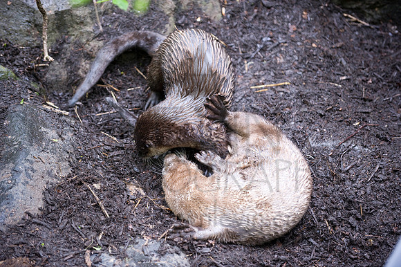 MD Zoo Otters SDL 0173