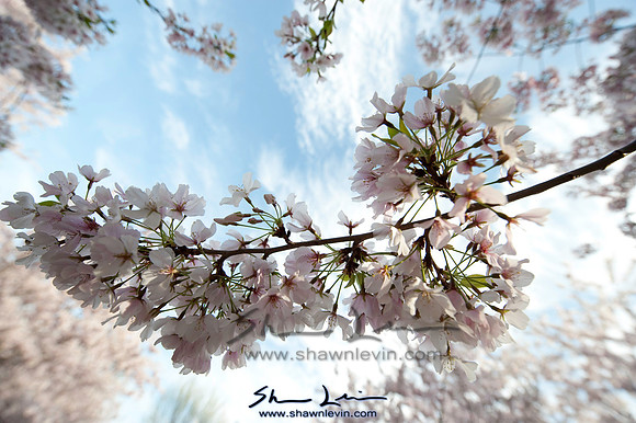 Cherry Blossoms Washington DC 2009_0317.jpg