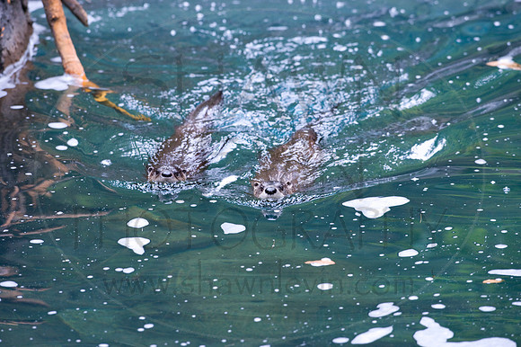 MD Zoo Otters SDL 0003