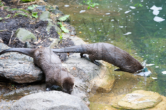 MD Zoo Otters SDL 0132