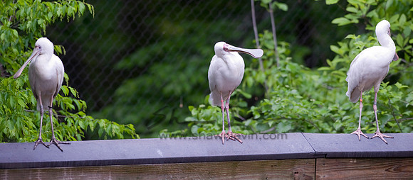 Birds 05112008_0007