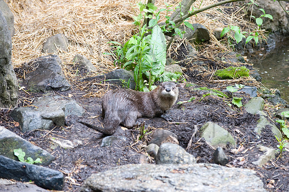 MD Zoo Otters SDL 0186
