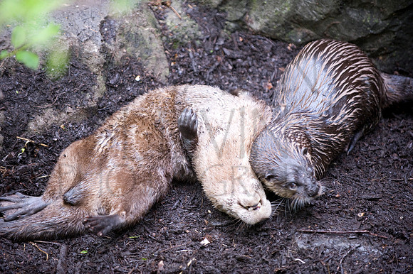 MD Zoo Otters SDL 0162