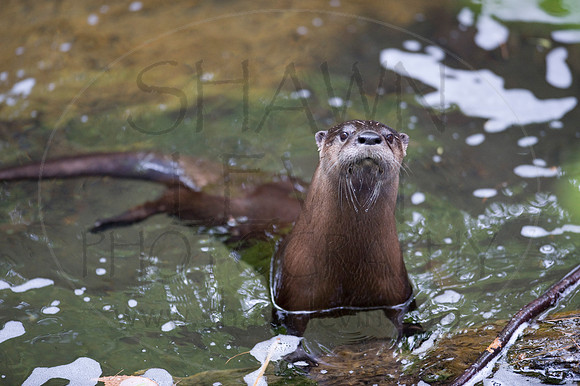 MD Zoo Otters SDL 0032