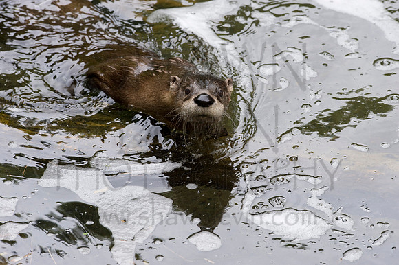 MD Zoo Otters SDL 0013