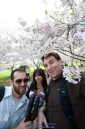 Cherry Blossoms Washington DC 2009_0265.jpg