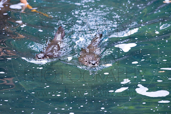 MD Zoo Otters SDL 0010