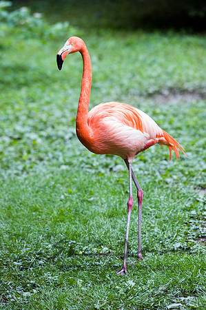 Flamingos 05112008_0016
