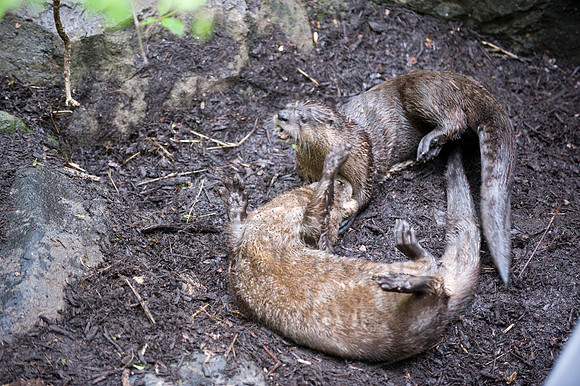 MD Zoo Otters SDL 0178