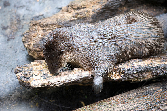MD Zoo Otters SDL 0128