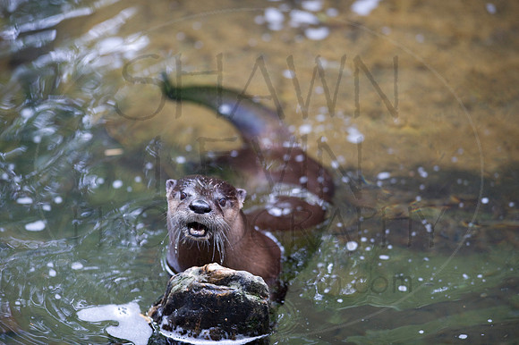 MD Zoo Otters SDL 0035