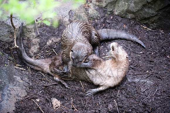 MD Zoo Otters SDL 0168