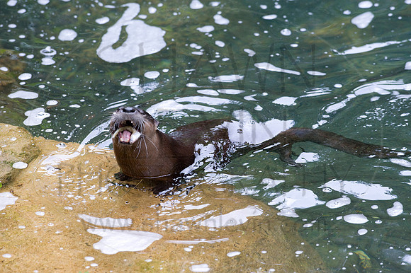 MD Zoo Otters SDL 0043
