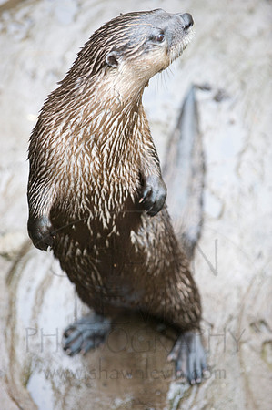 MD Zoo Otters SDL 0106