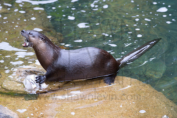 MD Zoo Otters SDL 0059
