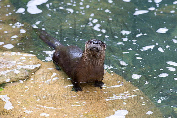 MD Zoo Otters SDL 0052
