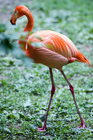 Flamingos 05112008_0013