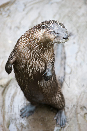 MD Zoo Otters SDL 0105
