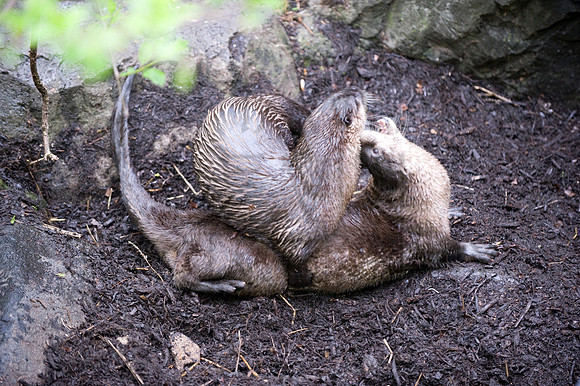 MD Zoo Otters SDL 0172