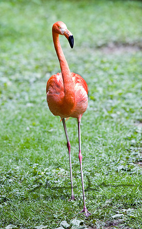 Flamingos 05112008_0017