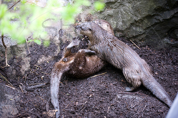 MD Zoo Otters SDL 0157