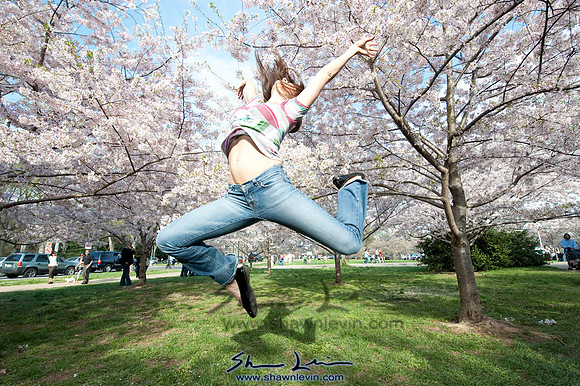 Cherry Blossoms Washington DC 2009_0249.jpg