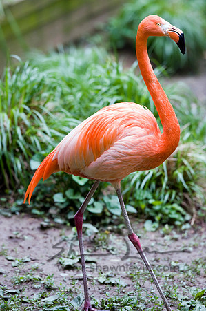 Flamingos 05112008_0019