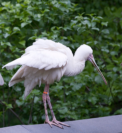 Birds 05112008_0016