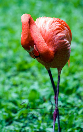 Flamingos 05112008_0011