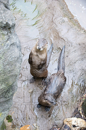 MD Zoo Otters SDL 0187