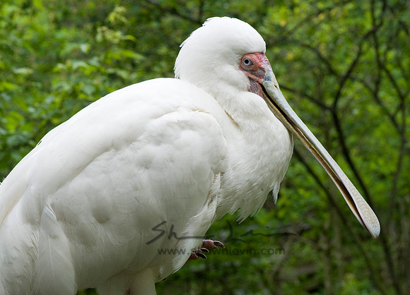 Birds 05112008_0042