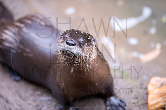 MD Zoo Otters SDL 0091