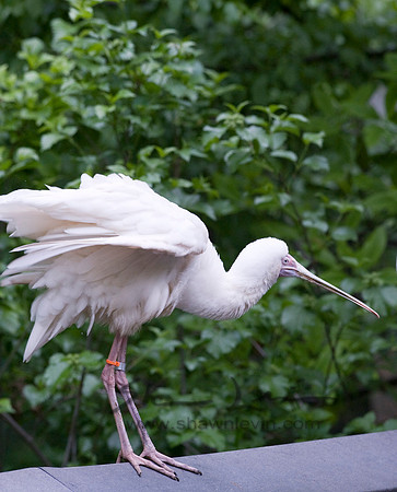 Birds 05112008_0015