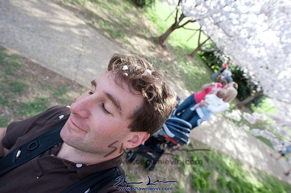 Cherry Blossoms Washington DC 2009_0302.jpg