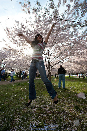 Cherry Blossoms Washington DC 2009_0240.jpg
