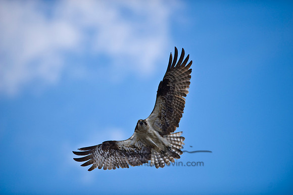 Hunting Creek 05232009_0129.jpg