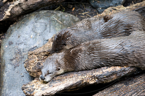 MD Zoo Otters SDL 0120