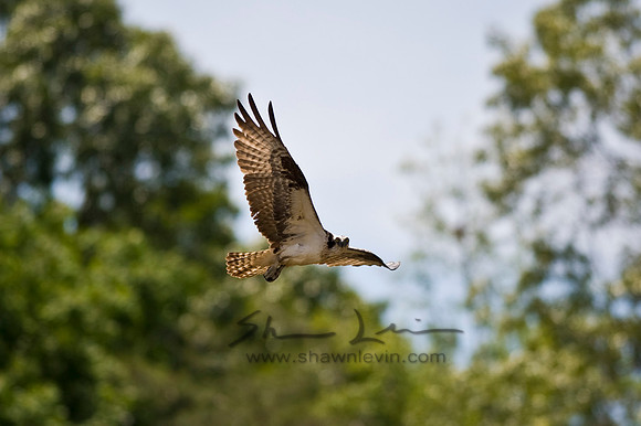 Hunting Creek 05232009_0096.jpg