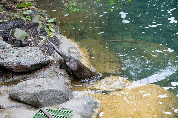MD Zoo Otters SDL 0133