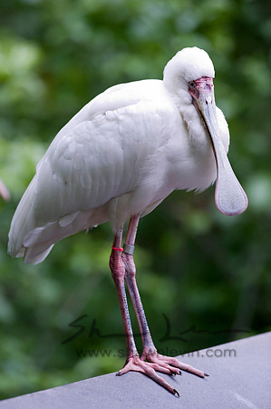 Birds 05112008_0021